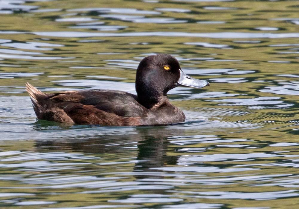 New Zealand Scaup - Lars Petersson | My World of Bird Photography