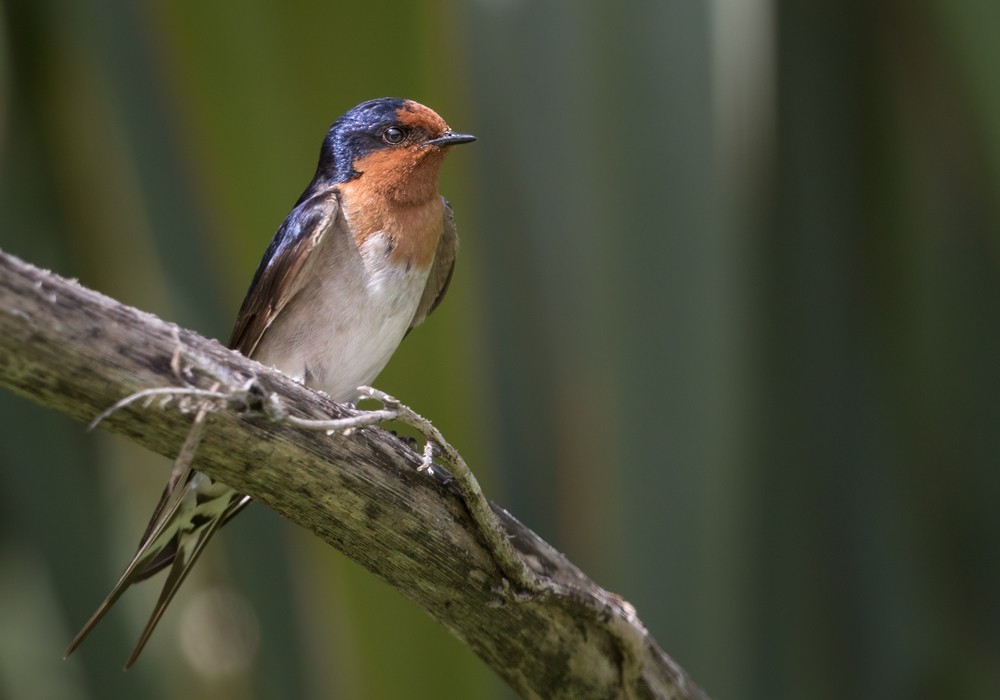 Welcome Swallow - Lars Petersson | My World of Bird Photography