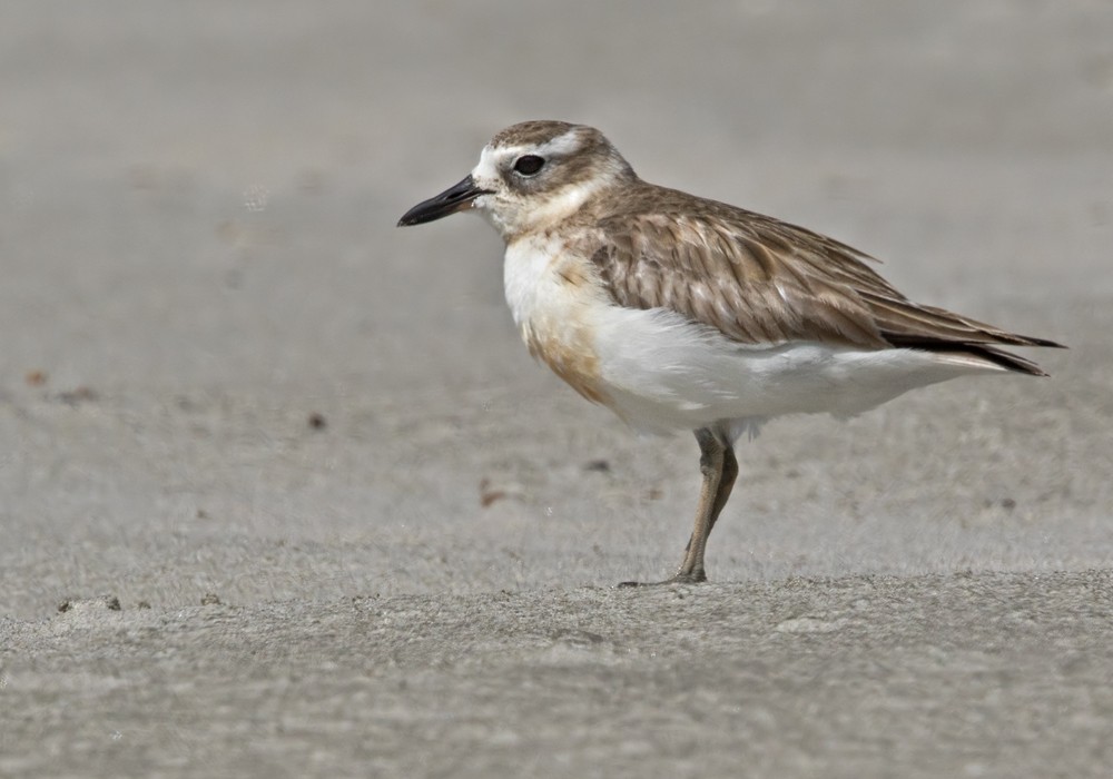 Red-breasted Dotterel (Northern) - ML206002781