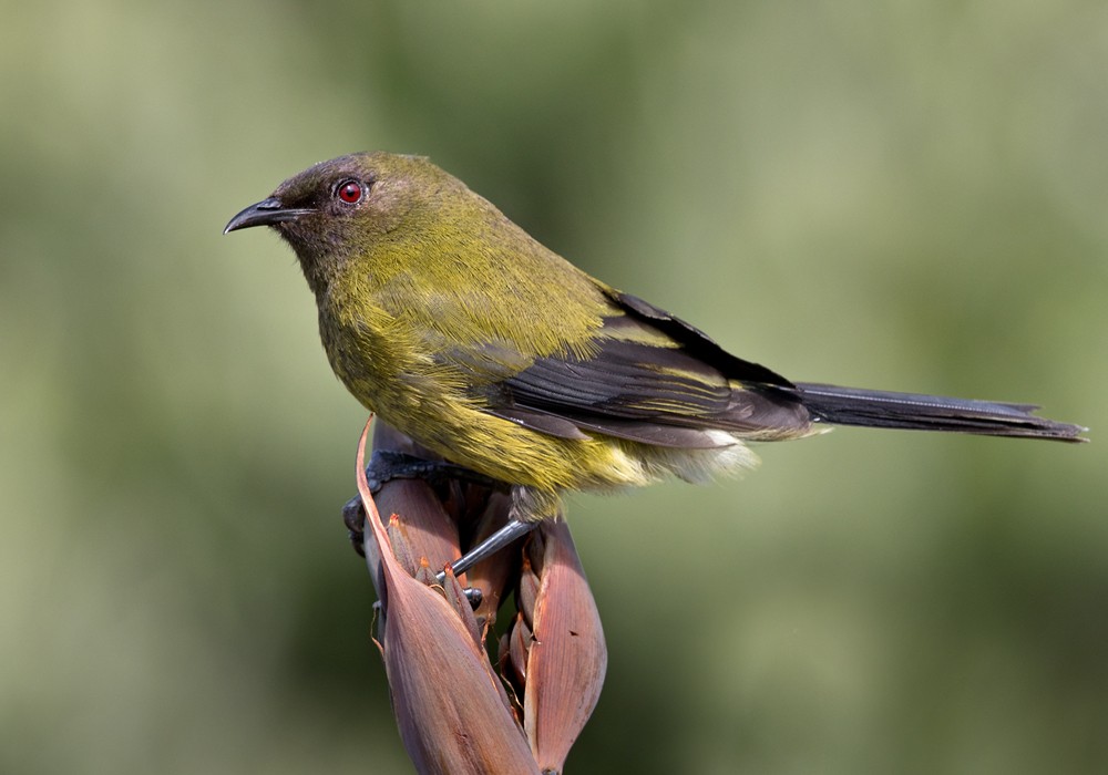 New Zealand Bellbird - Lars Petersson | My World of Bird Photography
