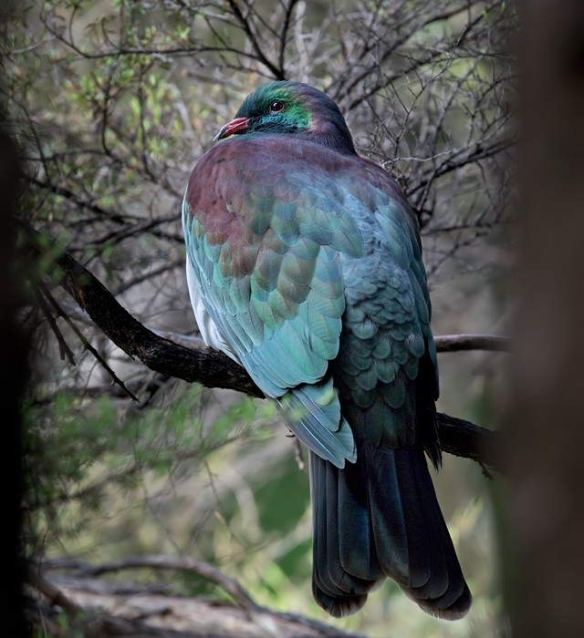 New Zealand Pigeon (New Zealand) - ML206002811