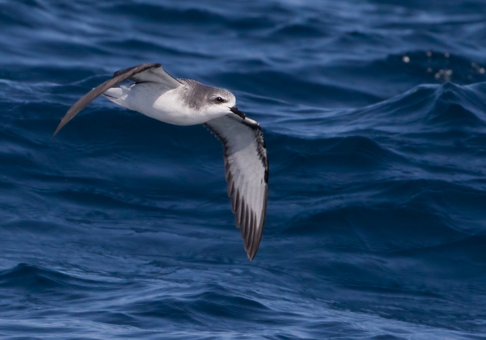 Cook's Petrel - Lars Petersson | My World of Bird Photography