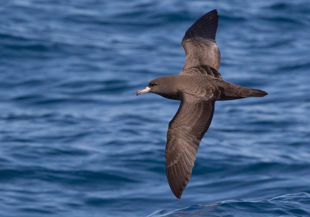 Flesh-footed Shearwater - Lars Petersson | My World of Bird Photography