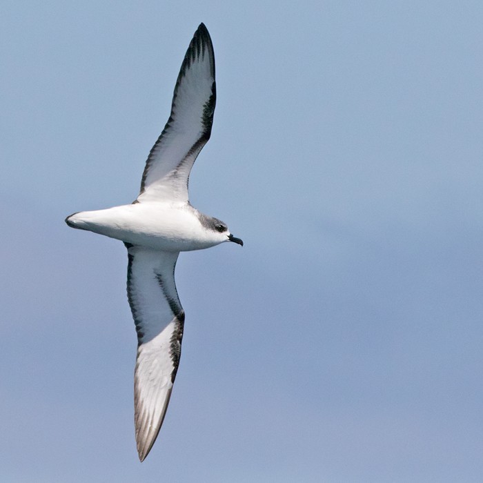 Cook's Petrel - Lars Petersson | My World of Bird Photography