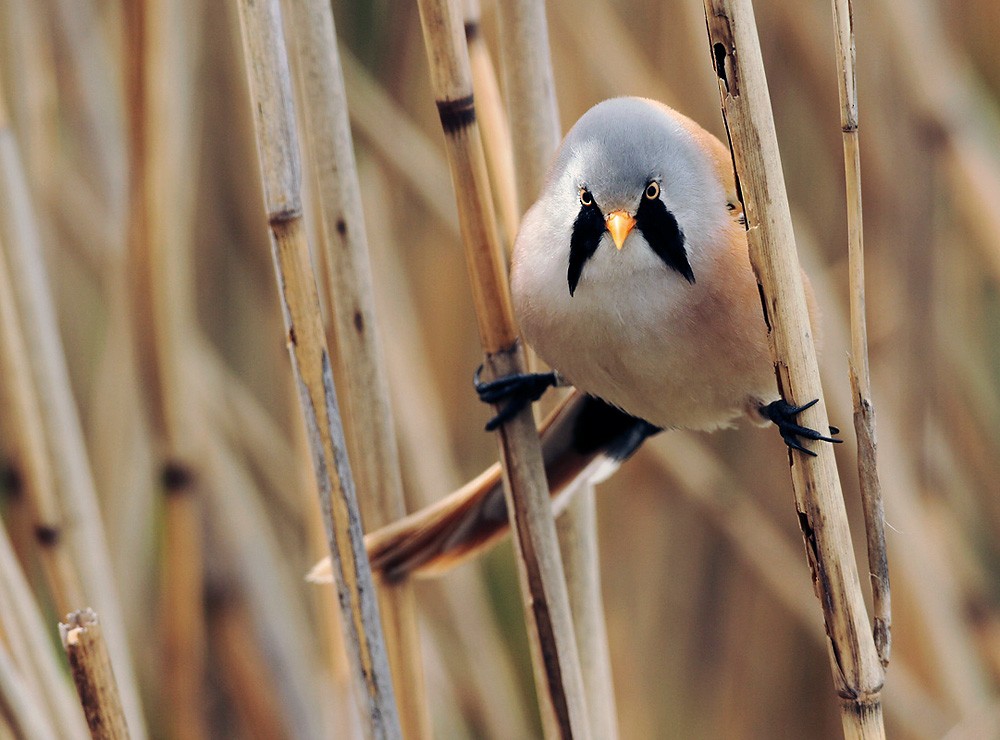 Bearded Reedling - Lars Petersson | My World of Bird Photography