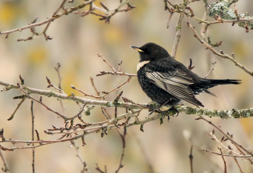 Ring Ouzel (Northern) - Lars Petersson | My World of Bird Photography