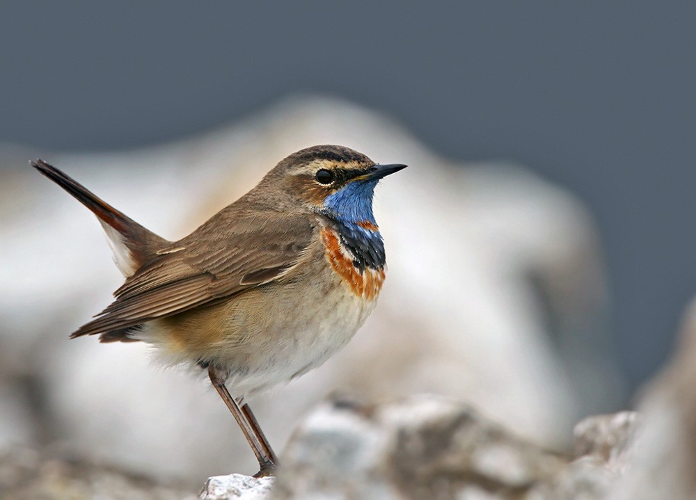 Bluethroat (Red-spotted) - Lars Petersson | My World of Bird Photography
