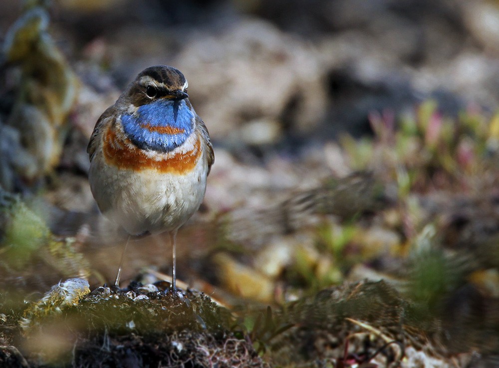 Bluethroat (Red-spotted) - Lars Petersson | My World of Bird Photography