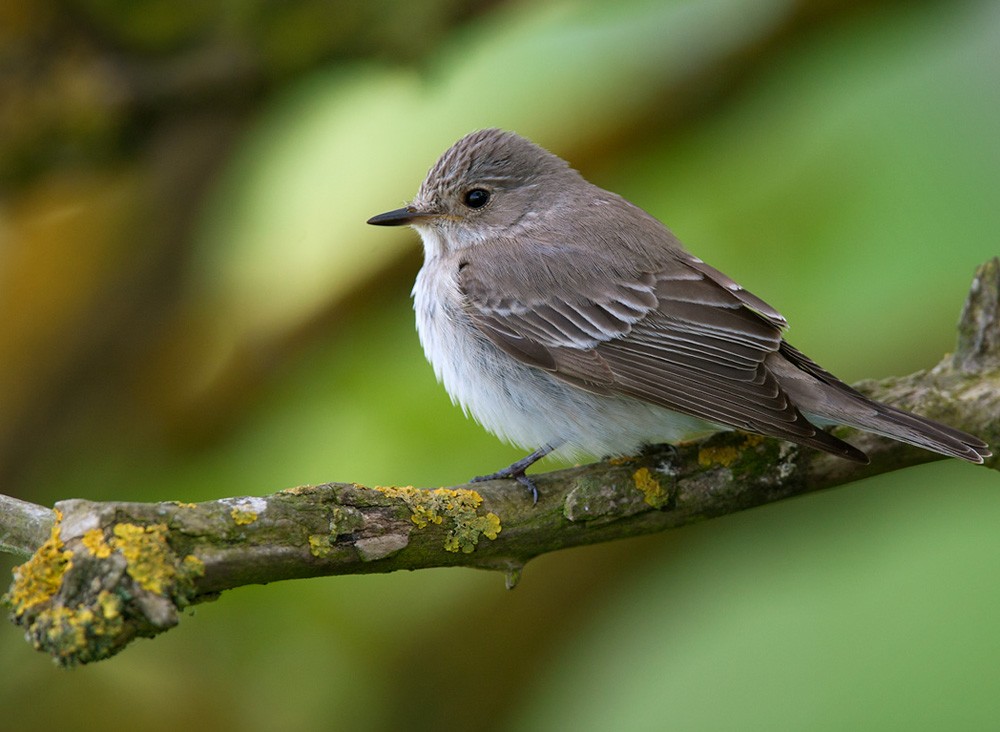 Spotted Flycatcher (Spotted) - Lars Petersson | My World of Bird Photography
