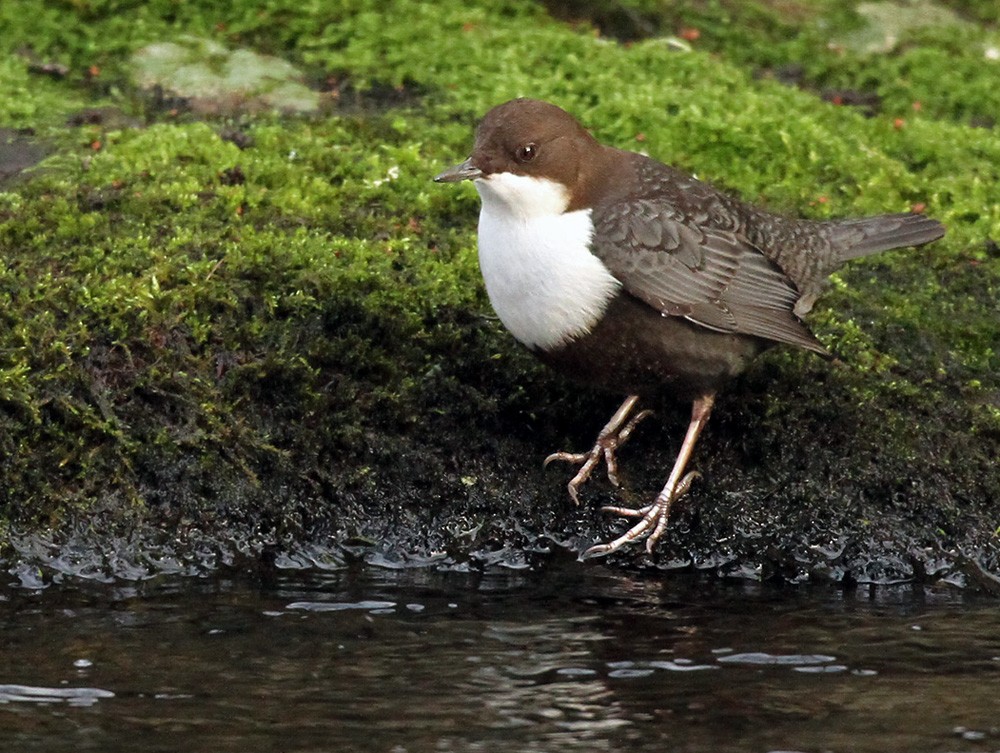 White-throated Dipper - Lars Petersson | My World of Bird Photography
