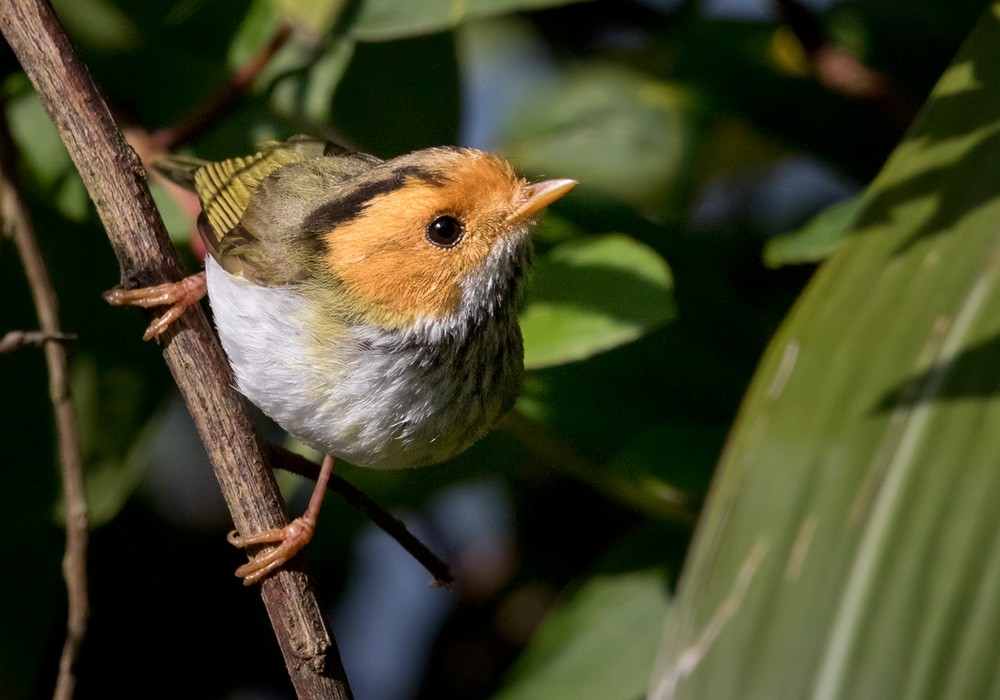 Rufous-faced Warbler - Lars Petersson | My World of Bird Photography