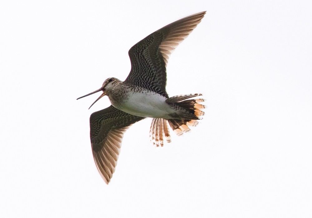 Latham's Snipe - Lars Petersson | My World of Bird Photography