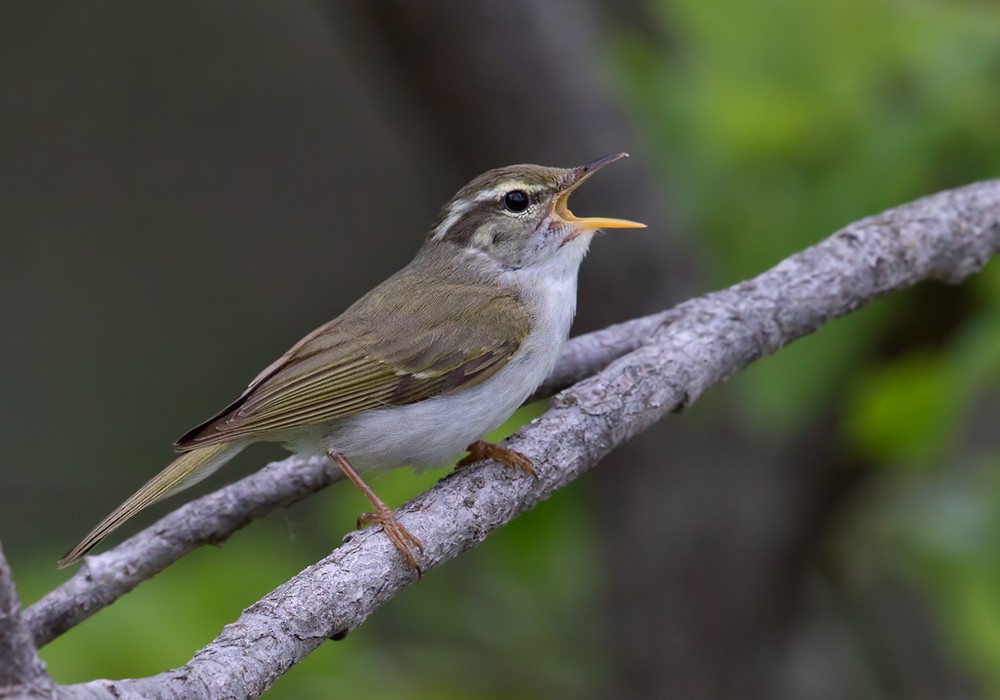 Eastern Crowned Warbler - Lars Petersson | My World of Bird Photography