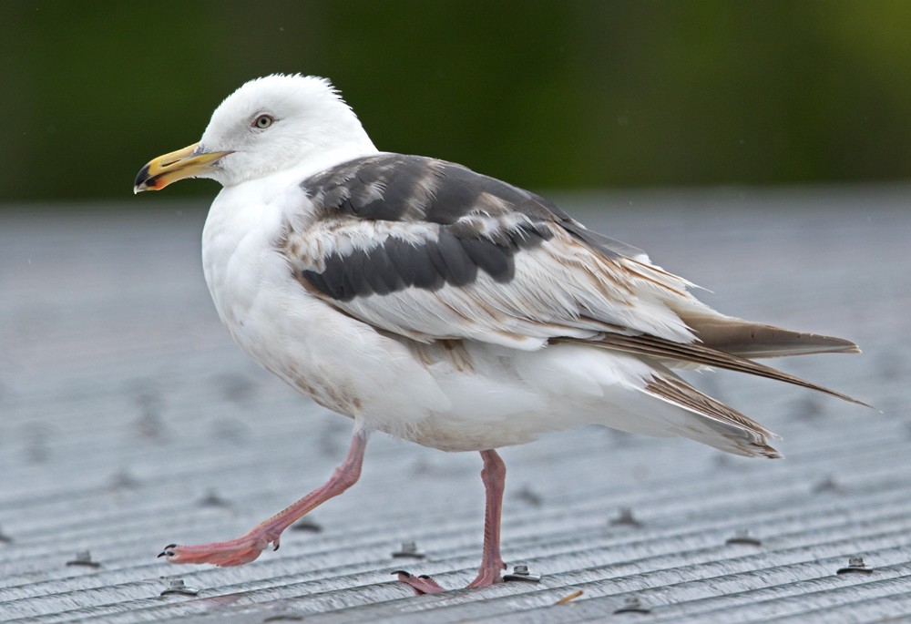 Slaty-backed Gull - Lars Petersson | My World of Bird Photography