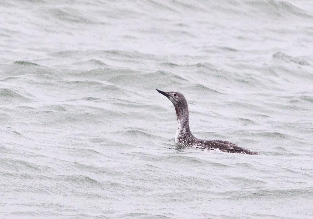 Red-throated Loon - Lars Petersson | My World of Bird Photography