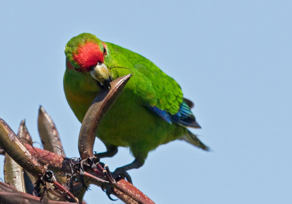 Red-crowned Parakeet - ML206004091