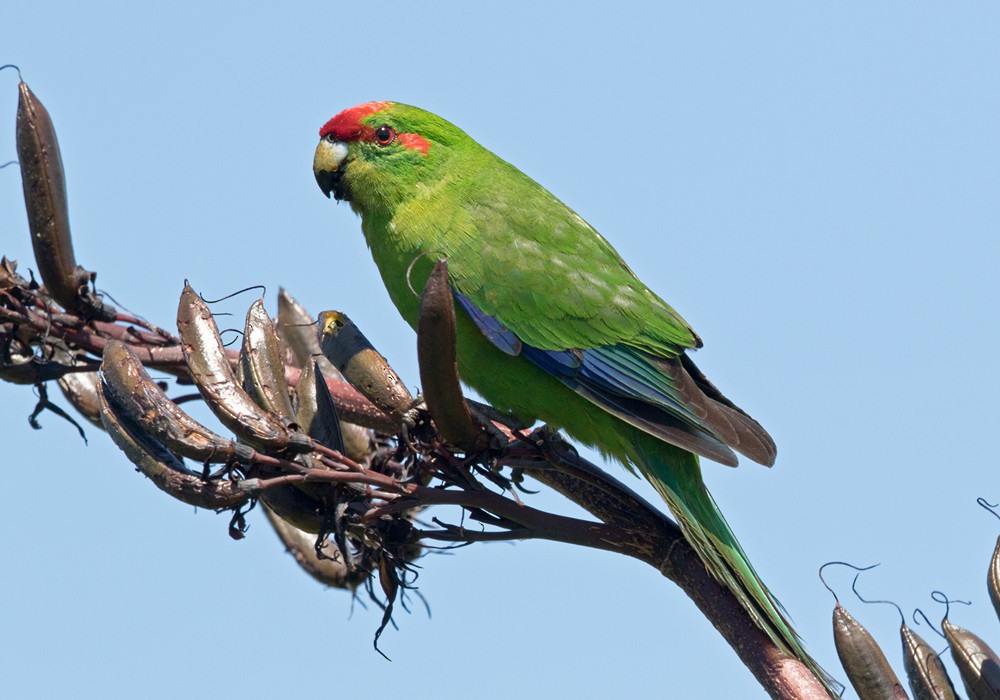 Red-crowned Parakeet - ML206004101