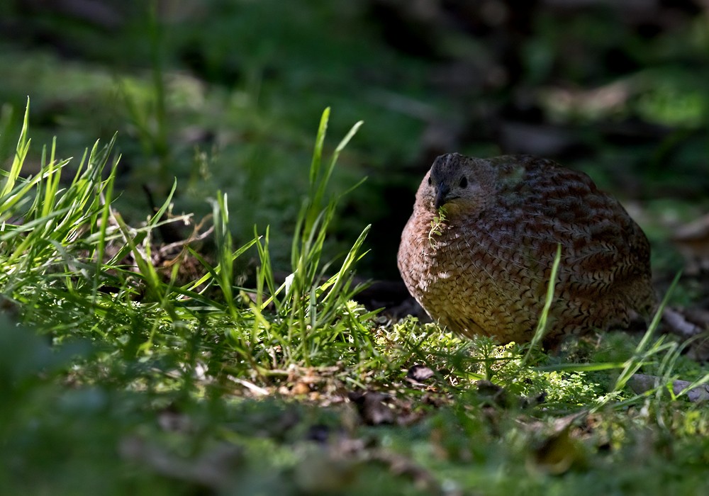 Brown Quail - Lars Petersson | My World of Bird Photography