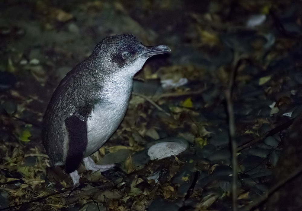 Little Penguin - Lars Petersson | My World of Bird Photography
