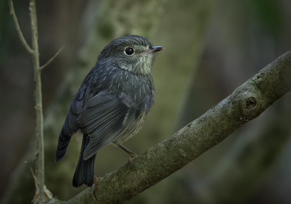 North Island Robin - Lars Petersson | My World of Bird Photography