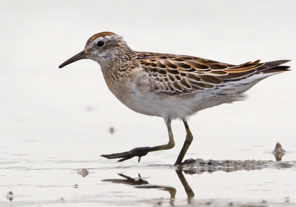 Sharp-tailed Sandpiper - Lars Petersson | My World of Bird Photography