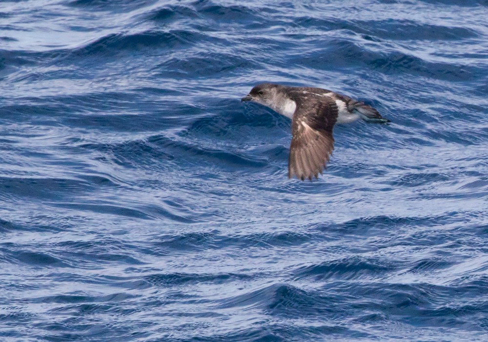 Common Diving-Petrel - Lars Petersson | My World of Bird Photography