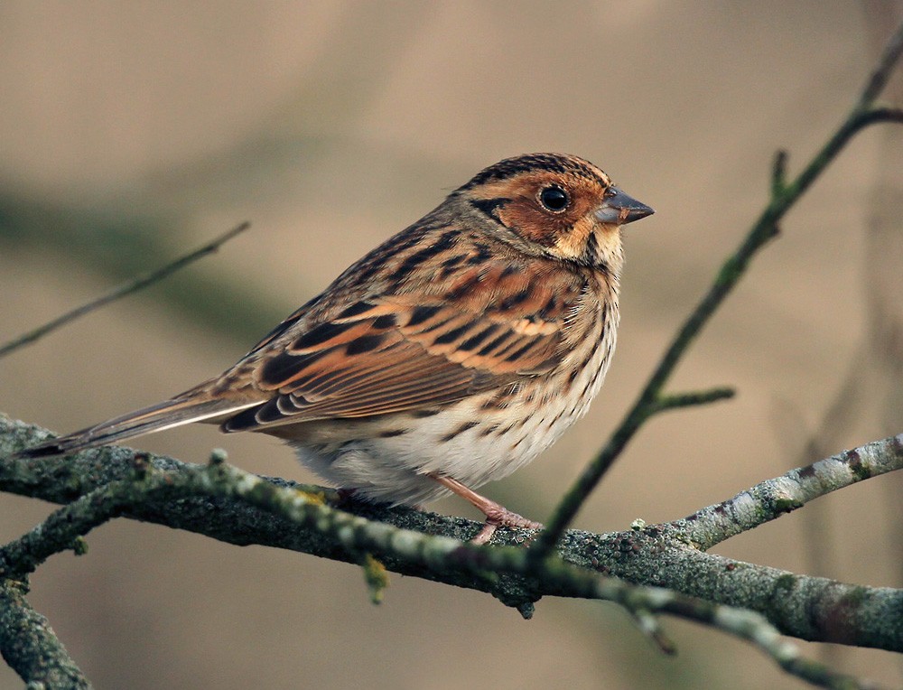 Little Bunting - Lars Petersson | My World of Bird Photography