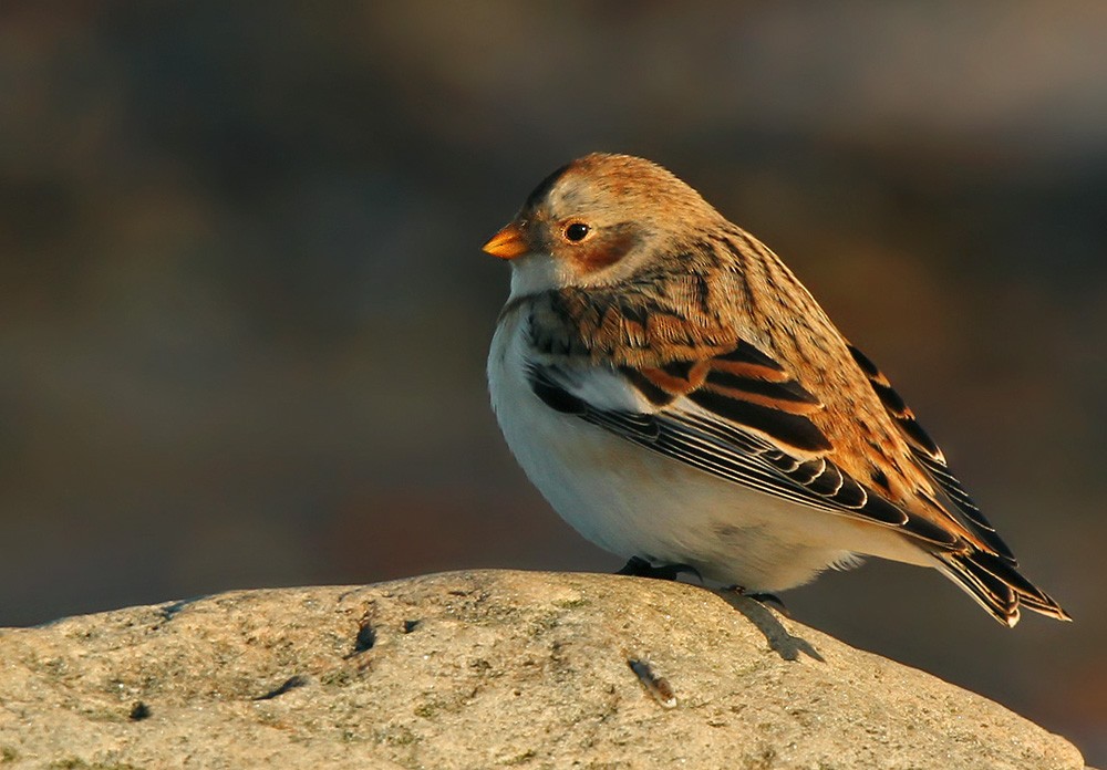 Snow Bunting - Lars Petersson | My World of Bird Photography