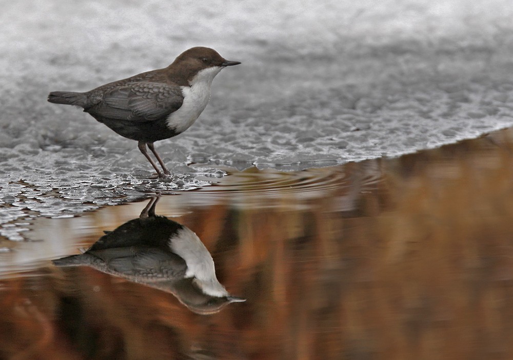White-throated Dipper - Lars Petersson | My World of Bird Photography