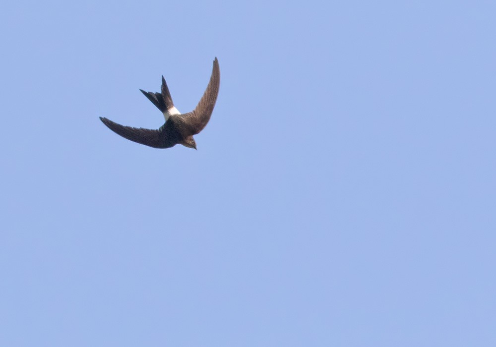 Pacific Swift - Lars Petersson | My World of Bird Photography