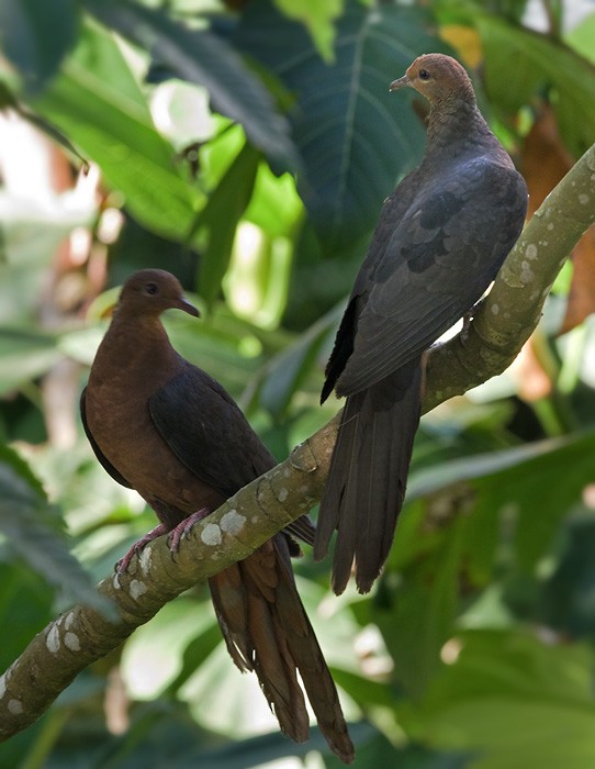 Philippine Cuckoo-Dove - ML206005051