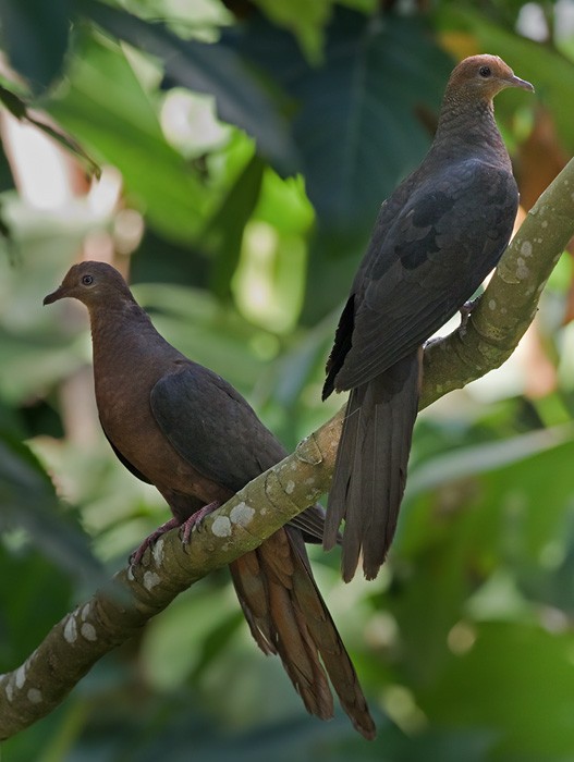 Philippine Cuckoo-Dove - ML206005061