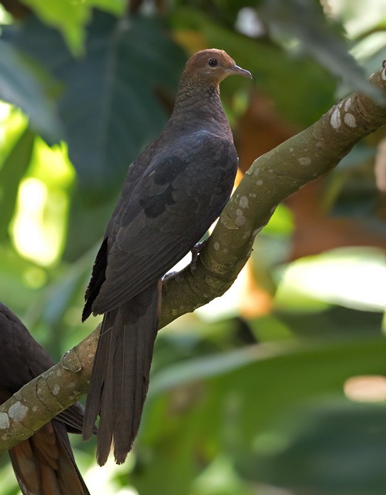Philippine Cuckoo-Dove - ML206005071