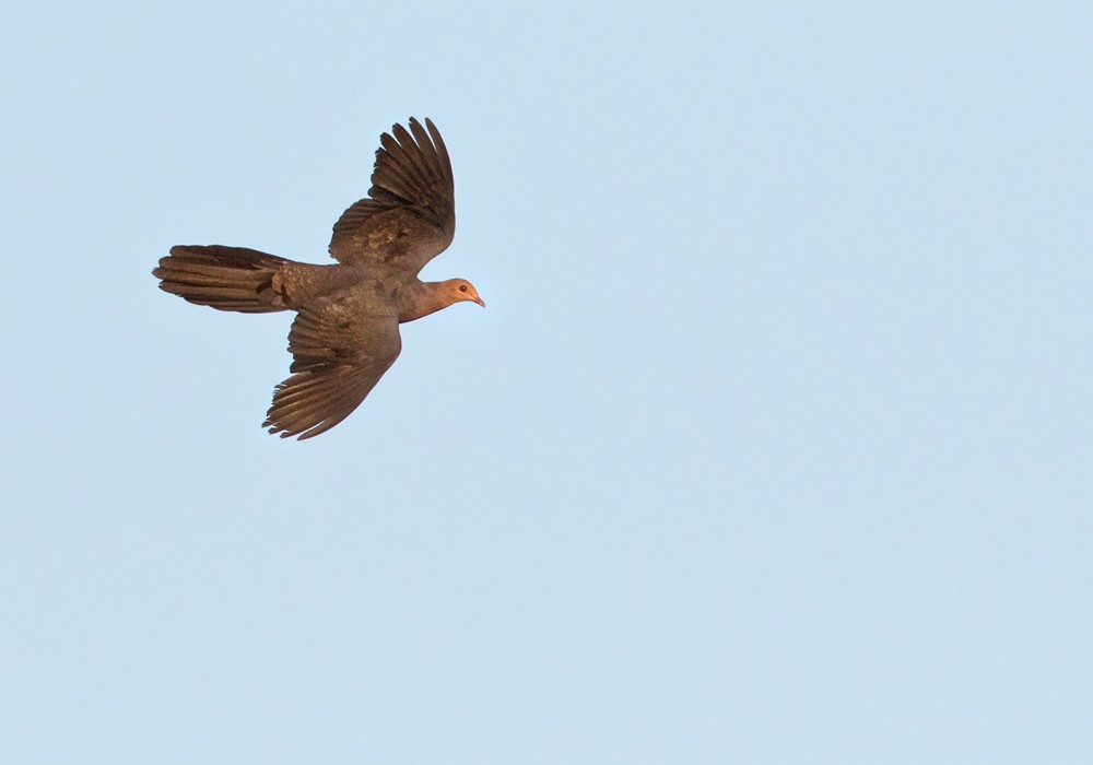 Philippine Cuckoo-Dove - ML206005081