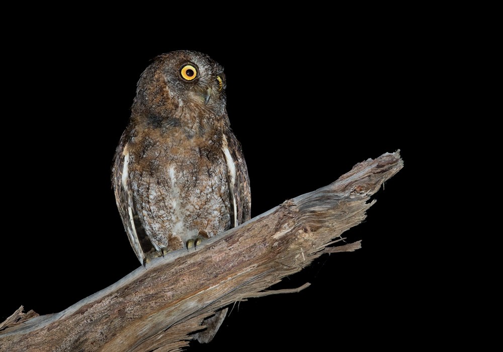 Ryukyu Scops-Owl - Lars Petersson | My World of Bird Photography