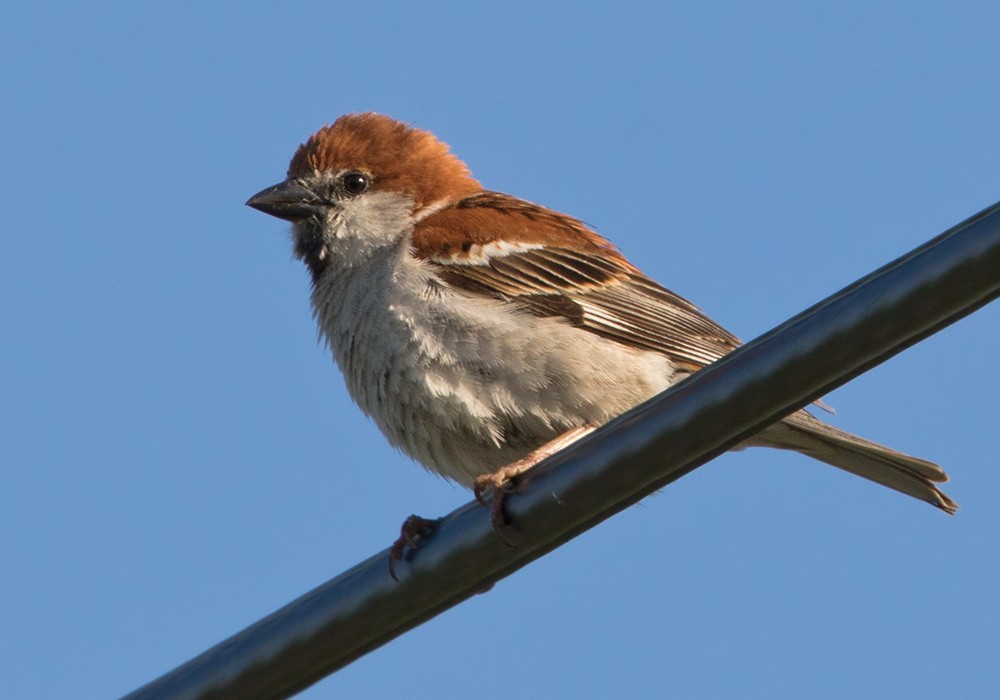 Russet Sparrow - Lars Petersson | My World of Bird Photography