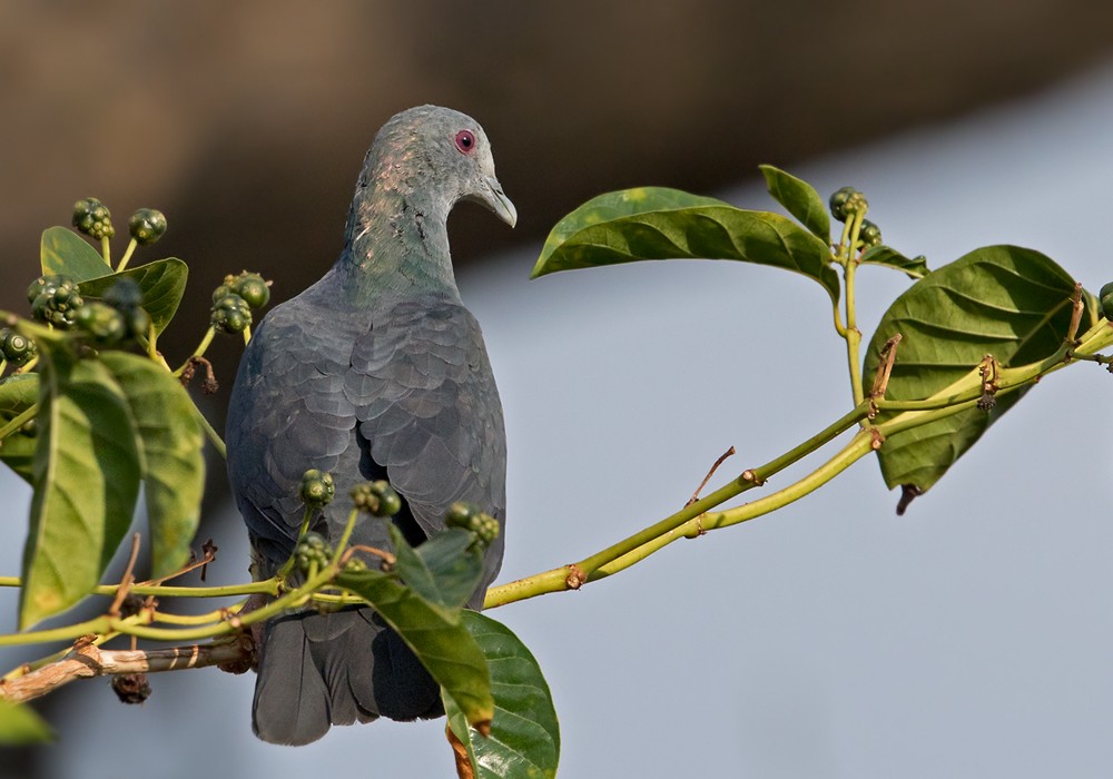 Sao Tome Pigeon - ML206005441