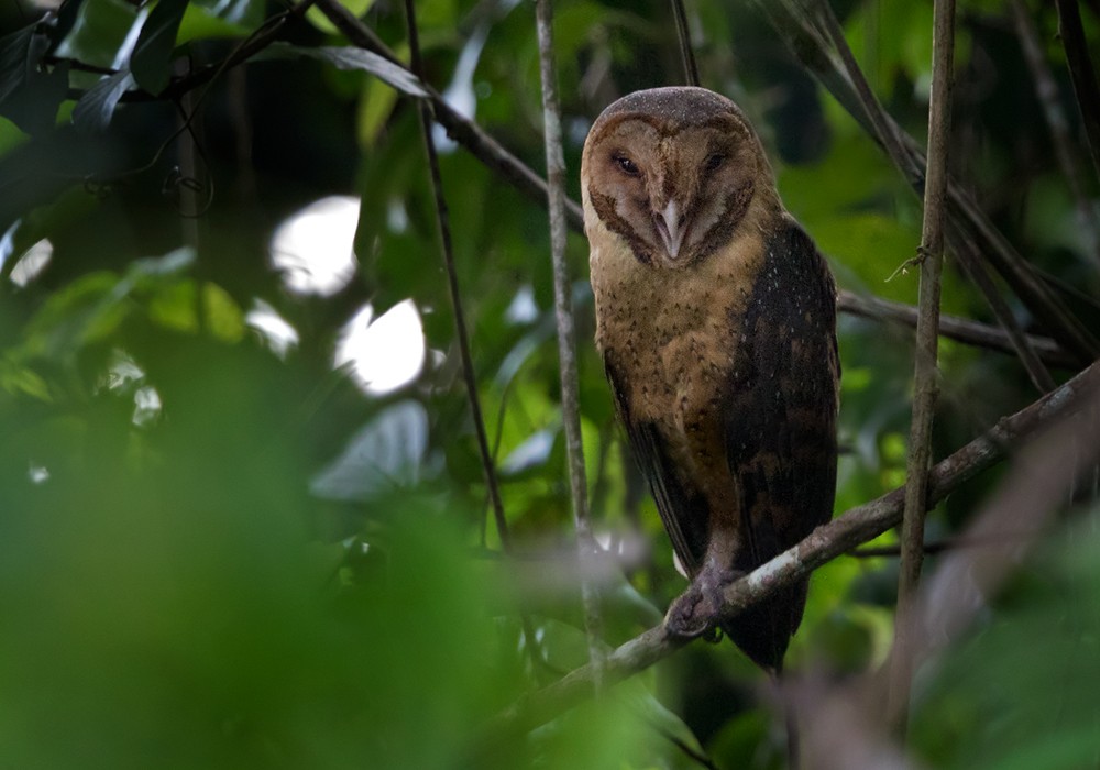Barn Owl (Sao Tome) - ML206005531