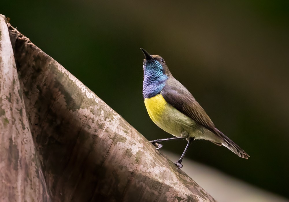 Newton's Sunbird - Lars Petersson | My World of Bird Photography