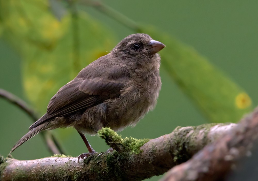 Principe Seedeater - Lars Petersson | My World of Bird Photography