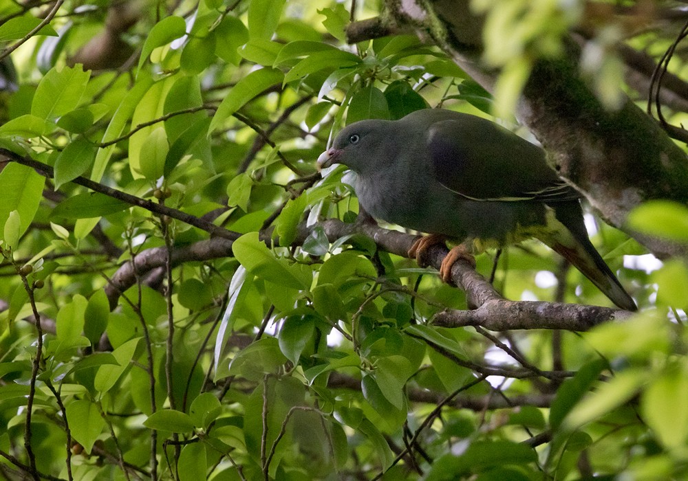 Sao Tome Green-Pigeon - ML206005591