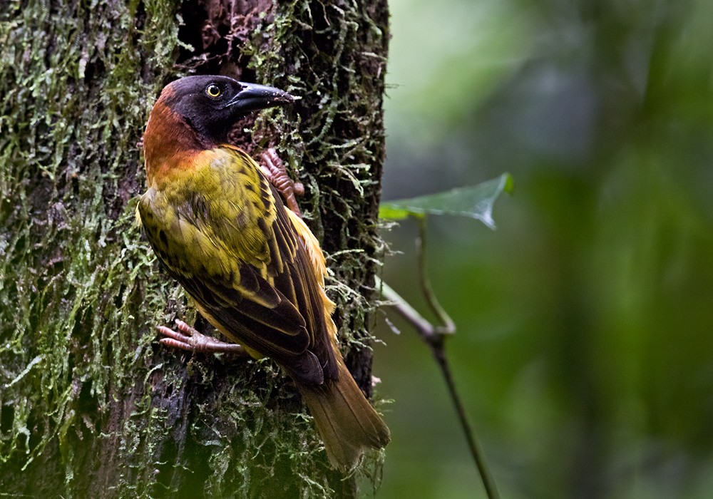 Giant Weaver - Lars Petersson | My World of Bird Photography