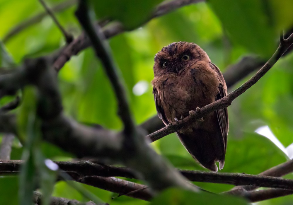 Sao Tome Scops-Owl - Lars Petersson | My World of Bird Photography