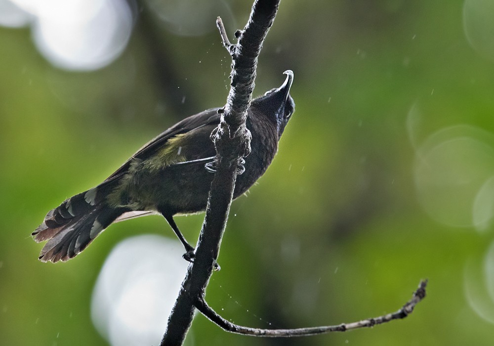 Sao Tome Sunbird - Lars Petersson | My World of Bird Photography