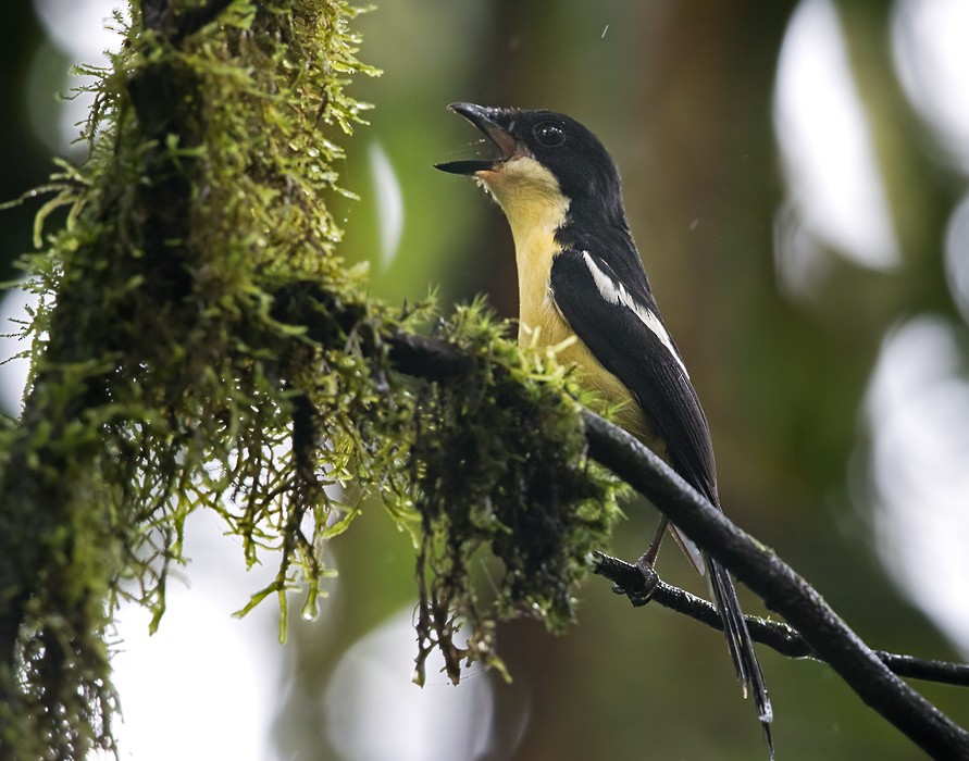 Newton's Fiscal - Lars Petersson | My World of Bird Photography
