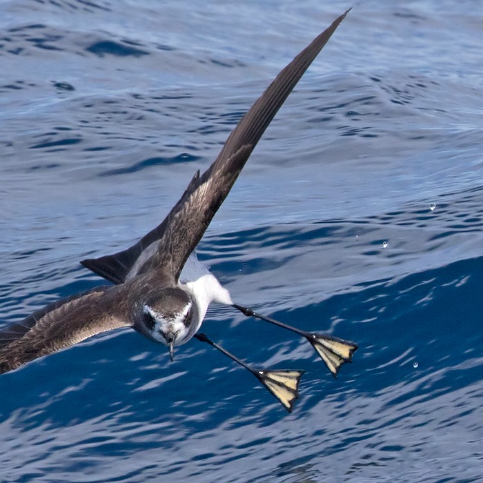 White-faced Storm-Petrel - Lars Petersson | My World of Bird Photography