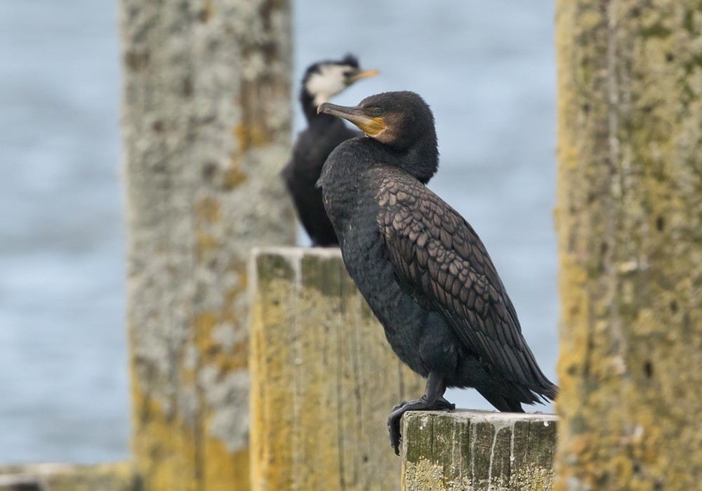 Great Cormorant (Australasian) - Lars Petersson | My World of Bird Photography