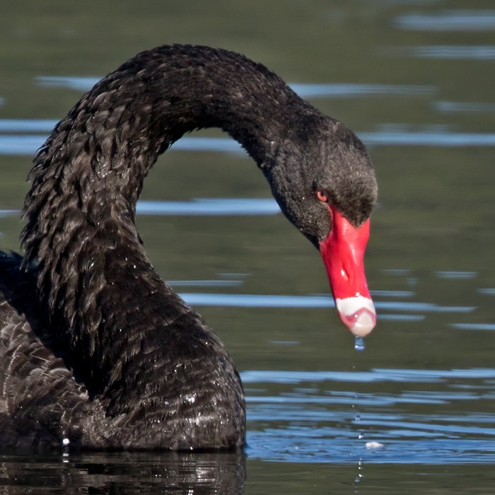 Black Swan - Lars Petersson | My World of Bird Photography