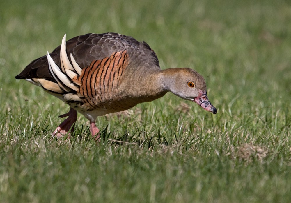 Plumed Whistling-Duck - Lars Petersson | My World of Bird Photography