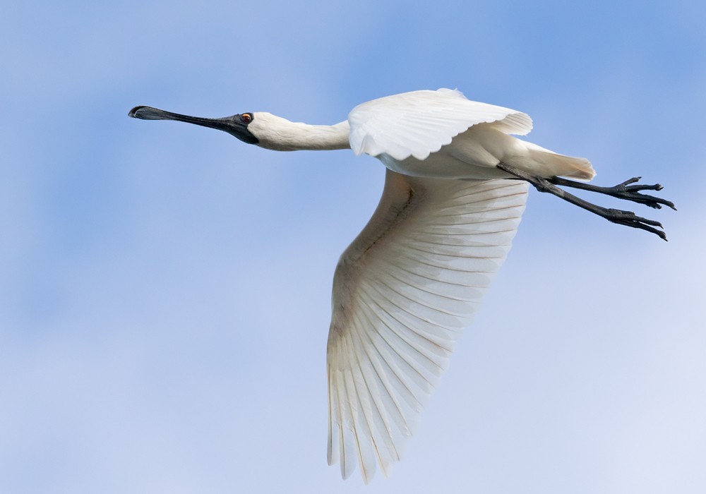 Royal Spoonbill - Lars Petersson | My World of Bird Photography
